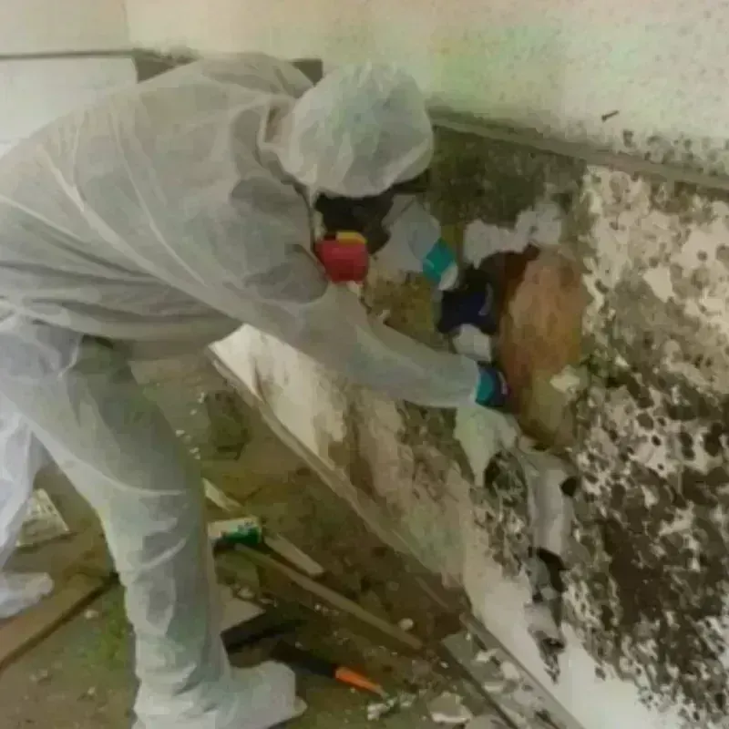 Mold Remediation and Removal in Ham Lake, MN